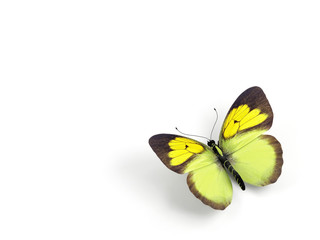 Butterfly - 3d render illustration on white background.