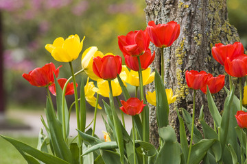 Tulip flowers