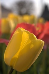 tulipe jaune