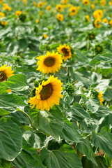 sunflowers