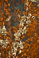 pring apricot tree branches