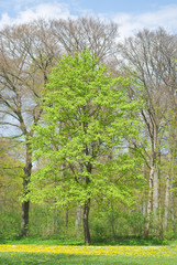 Obraz premium Tree with Early Spring Colors