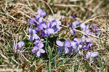 Wild violets