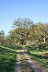 Country road