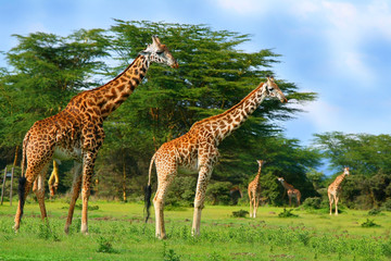 Family of wild giraffes