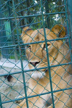 A captive lioness in a zoo