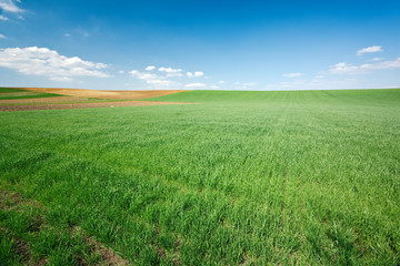 Obraz premium Green wheat field and blue sky