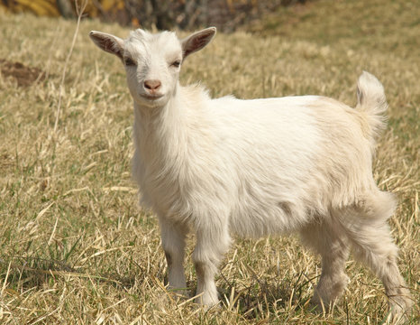 CHEVREAU