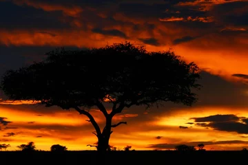 Fotobehang Tree shade and dramatic sunset © Anna Om