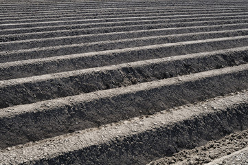 culture printanière