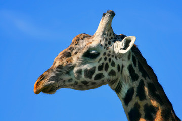 Portrait of Giraffe