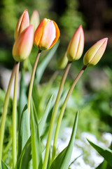 Tulips bending towards the sun