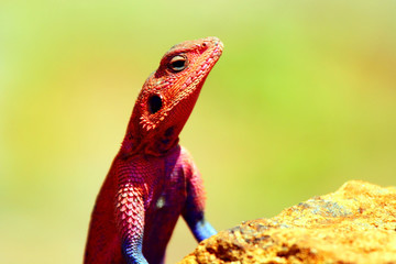 Portrait of lizard