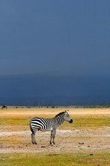 African Wild Zebra
