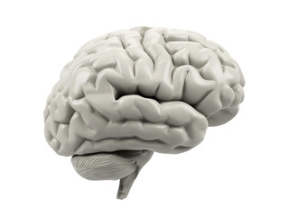 Human brain on a white background.