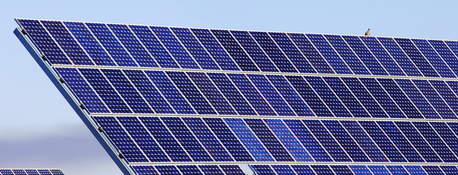 photovoltaic panel and bird