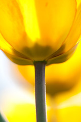 Yellow tulip