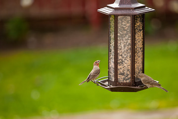 Gold and House Finches birds on a hanging bird feeder.