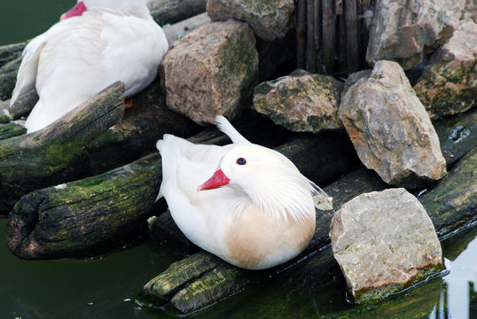 white mandarin duck