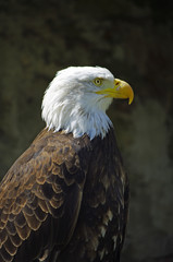 Der Wappenvogel - Weisskopfseeadler