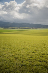 Spring farm fields