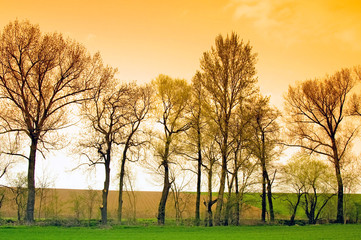 Fototapeta premium Baumreihe an einer grünen Wiese an einem Frühjahrsabend