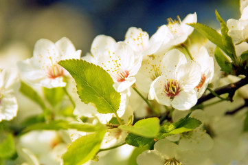 Weiße Blüten einer wilden Kirsche in Nahaufnahme