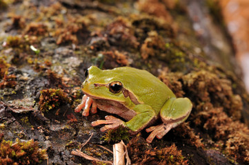 closeup green tree frog