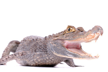 close-up of alligator on the white background