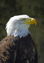 Obraz premium Portrait des Weisskopfadler