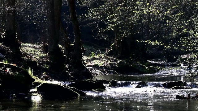 stream in spring