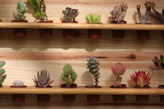 tuneras y cactus. monocultivos vegetales de canarias