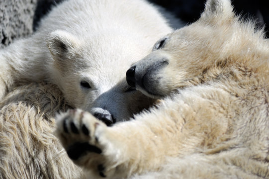 Two Little Polar Bear Cubs Playing