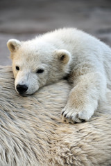 Fototapeta premium Little polar bear cub having a rest at his mom`s back