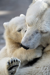 Little polar bear cub playing with his mom