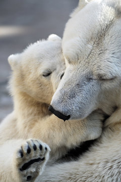 Fototapeta Mały niedźwiadek polarny bawi się z mamą