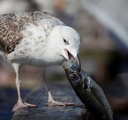 manger goéland poisson sardine port bretagne bec dévorer nature