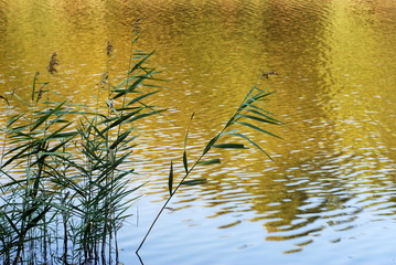 Reeds silhouette