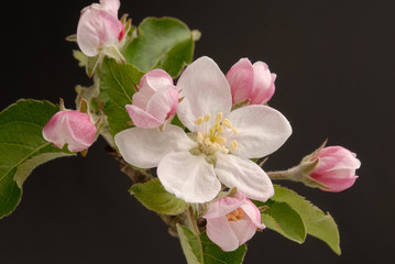 Fototapeta na wymiar Apfelblüten Makro