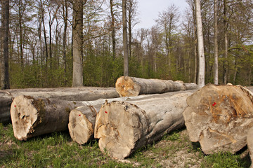 frisch gefällte Baumstämme