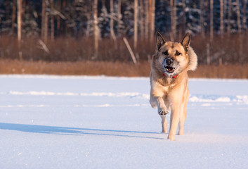Running West Siberian Laika (Husky)