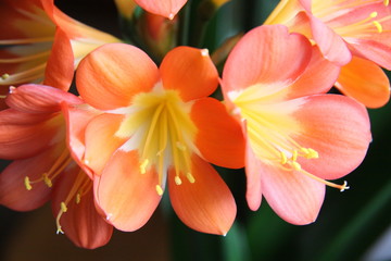 Clivia-5591