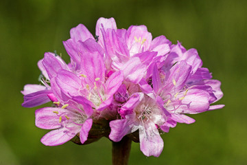 Sand-Grasnelke (Armeria maritima spp. elongata, Marsh Daisy)