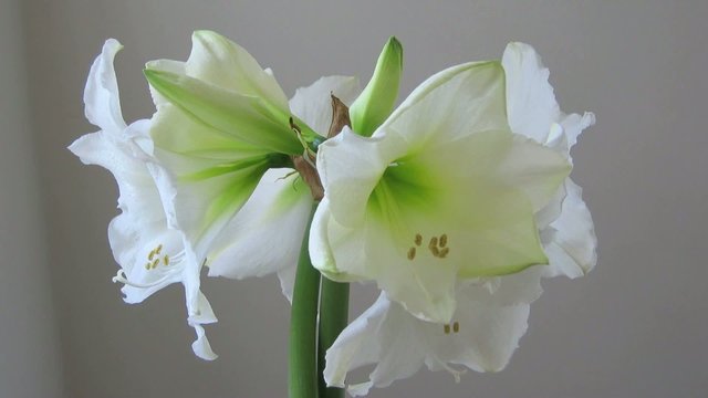 Amaryllis Zeitraffer