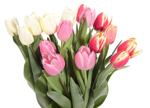 bouquet of fresh tulips