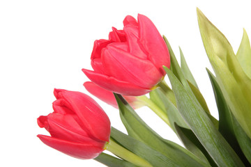 Red tulip
