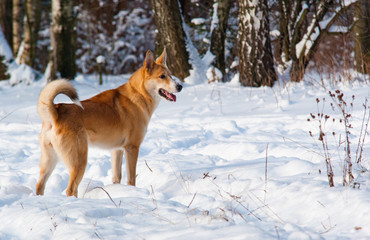 Mixed-breed dog in winter forest