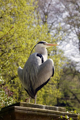 Fischreiher trocknet seine Federn in der Sonne