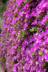 Obraz premium Little Purple Flowers II