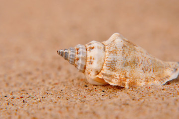 Muschel im Sand